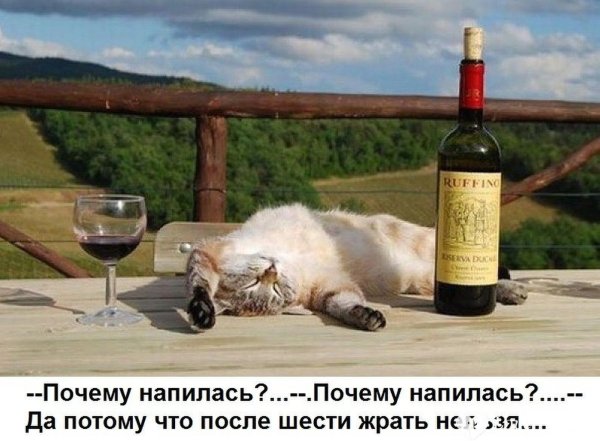 Кошка пьет вино