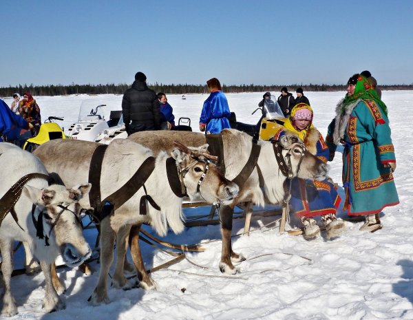 Праздник оленеводства ненцев