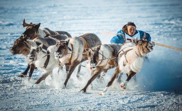 День оленевода праздник ЯНАО