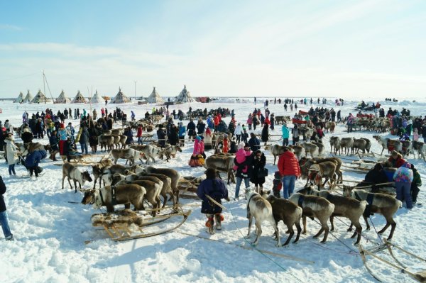 День оленевода Ханты манси