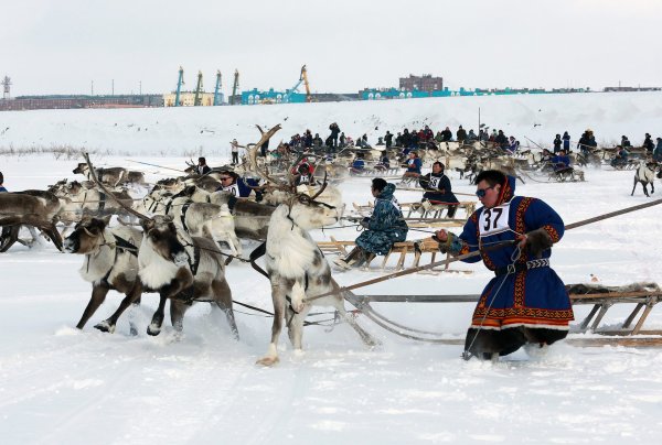 Оленеводы Архангельской области