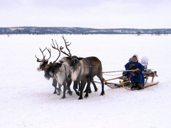 Надым олени