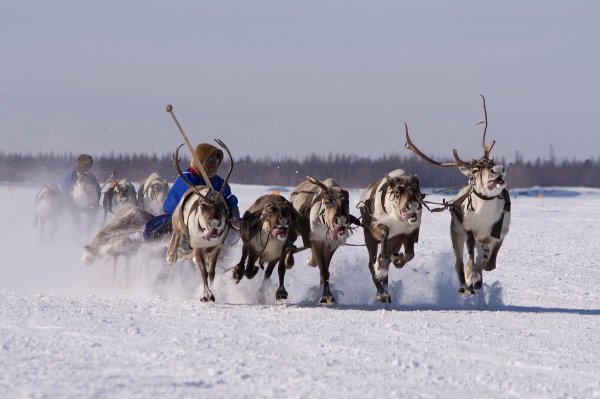 Праздник оленеводства ненцев