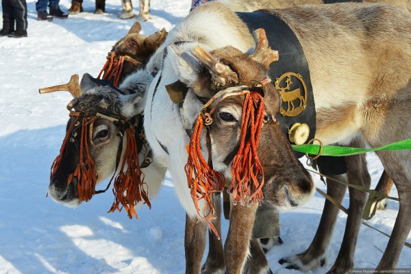 Оленеводство в ХМАО, Ханты и манси