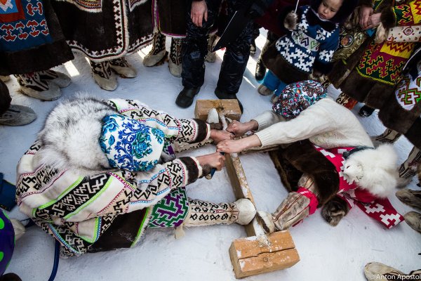 Оленеводство в Ямало-Ненецком автономном округе