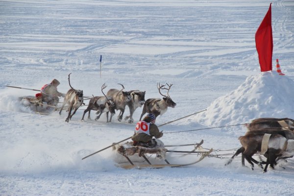 Ханты манси оленеводы