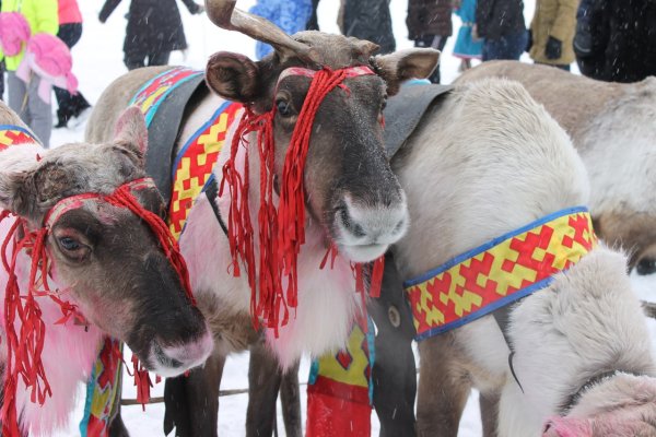 День оленевода Надым