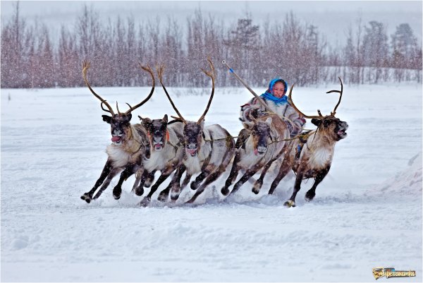 Оленеводство в ХМАО