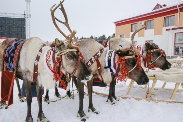 Тазовский с праздником оленеводов