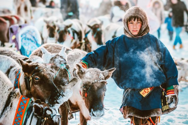 Ненцы оленеводство