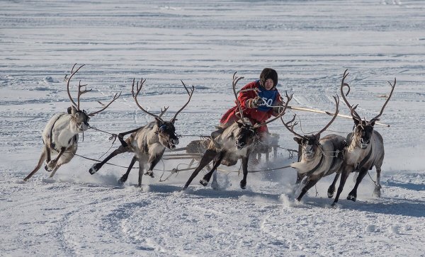 Ямало-Ненецкий автономный округ Тазовский праздник оленевода