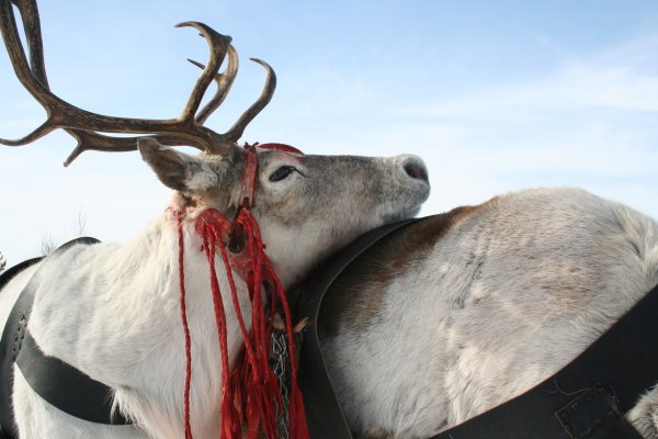 Ханты Казым