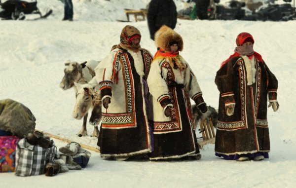 Якутия оленеводы картины