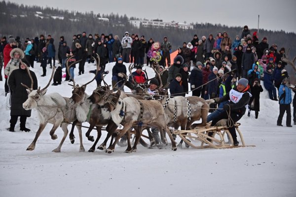 Ненцы день оленевода