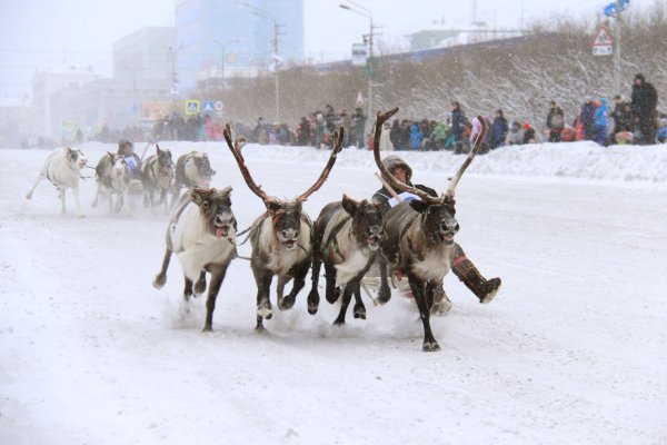 Казым день оленевода 2020
