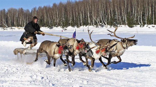 День оленевода Надым 2020