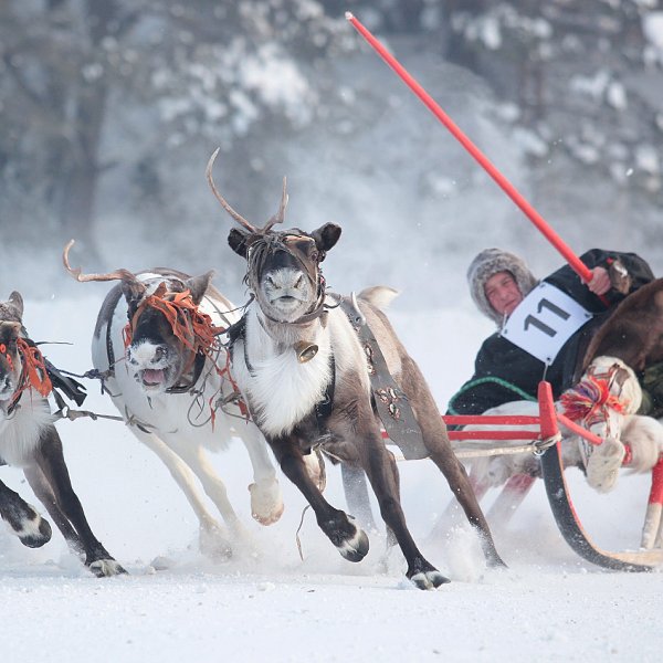Праздник народов севера Надым