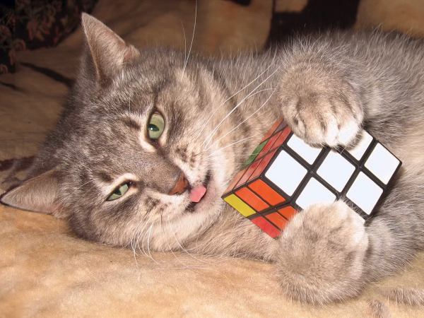 Кот кубик