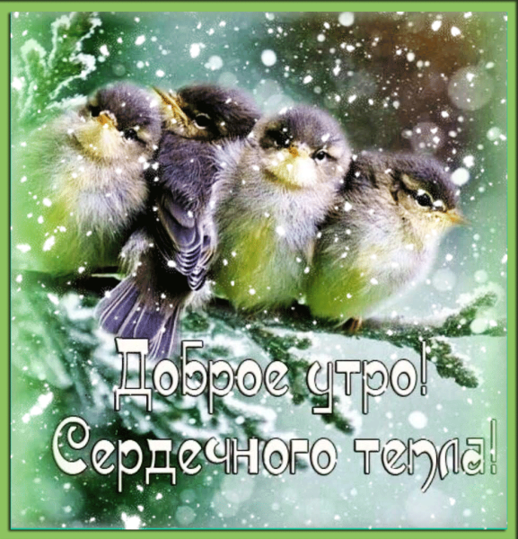 Доброе утро с птицами
