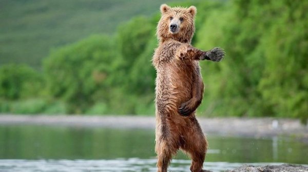 Танцующий медоед