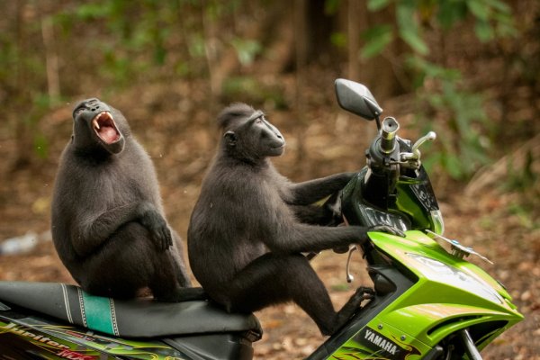 Comedy Wildlife Photography Awards 2017 фото