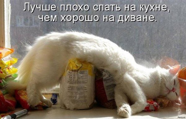 Открытки с животными смешные с надписями бесплатно