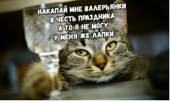 День кошек 8 августа