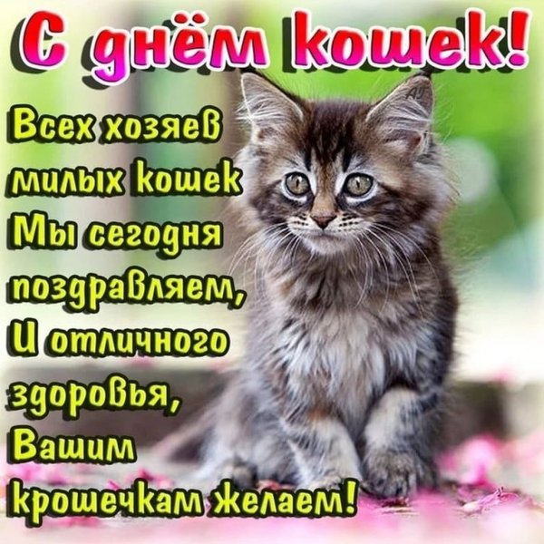 Всемирный день кошек