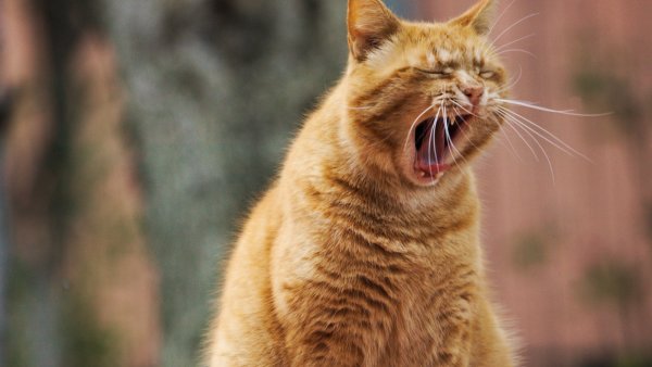 Коты Петербургские Владимира Румянцева чаепитие