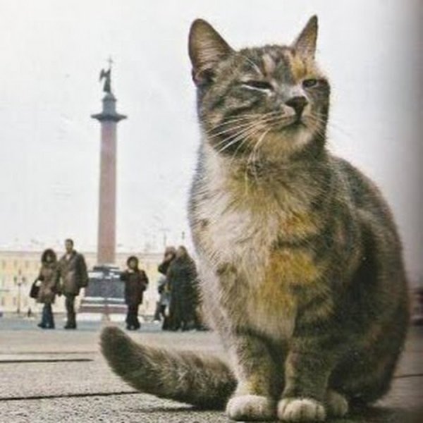 Кошки в Японии