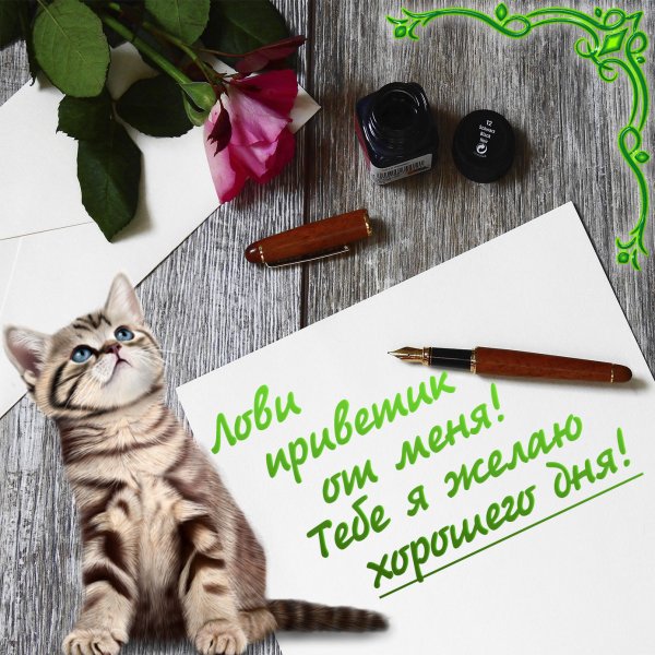 Хорошего дня котик