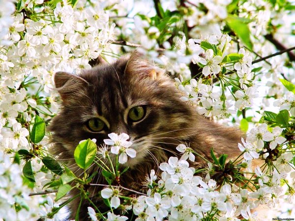 Весна и котики