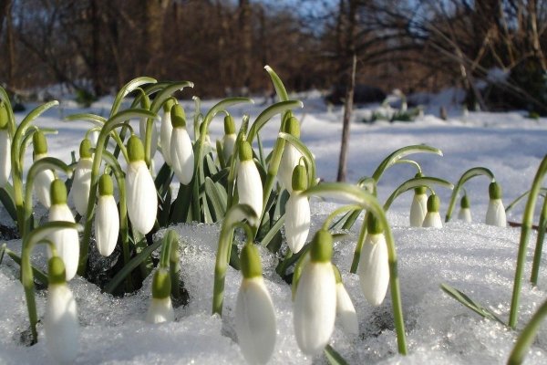 Первоцветы подснежники