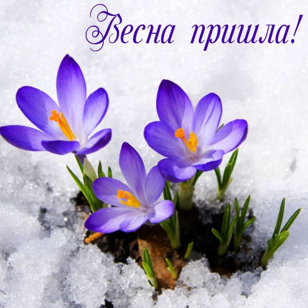 Цветы из под снега
