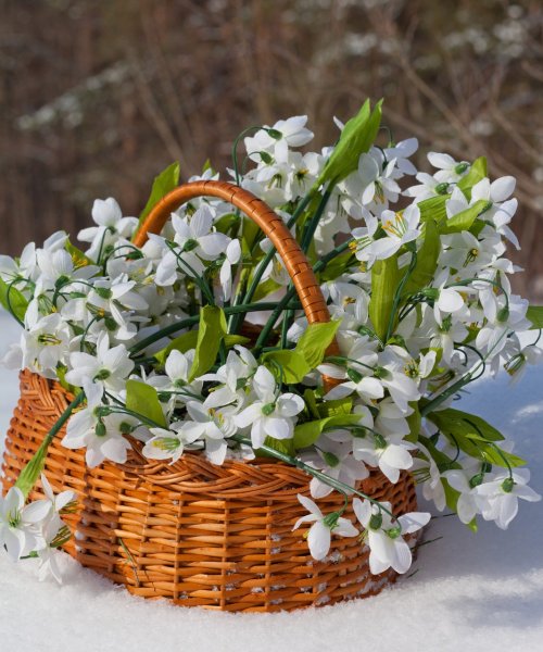 Первоцветы (подснежники, крокусы, гиацинты).