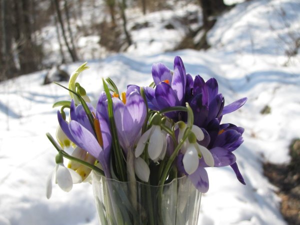 Весенний букет