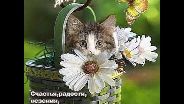 Добрые пожелания