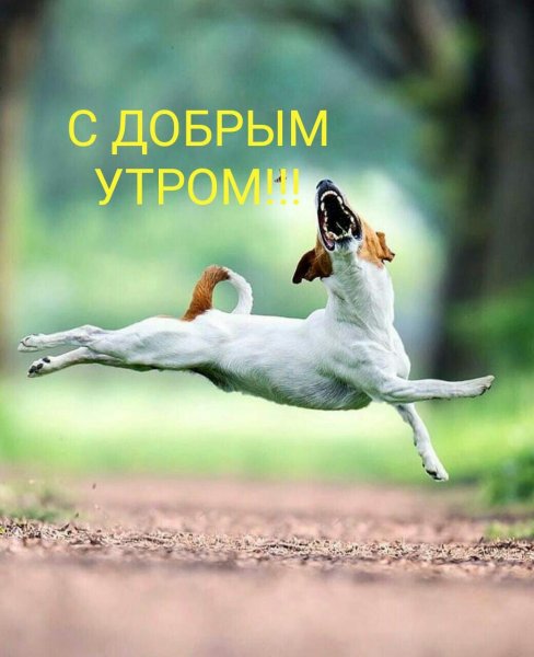 Доброе утро смешные