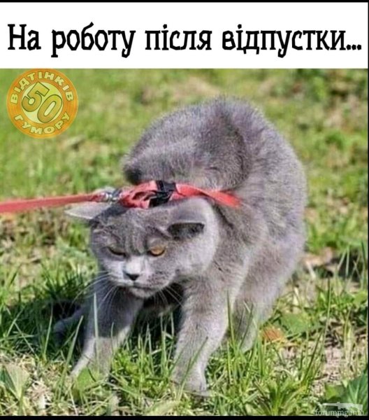 Поводок для кота
