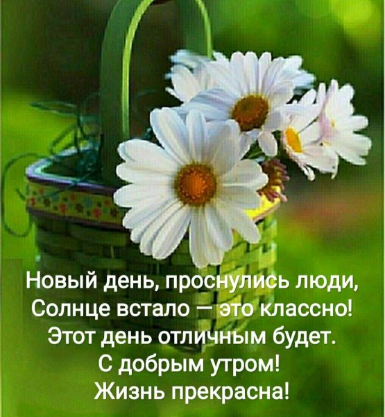 Доброе утро ромашки