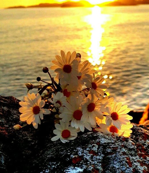 Ромашки на рассвете