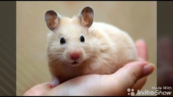 24 Апреля день защиты лабораторных животных