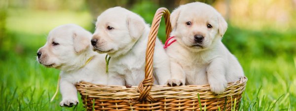 День щенков (National Puppy Day)