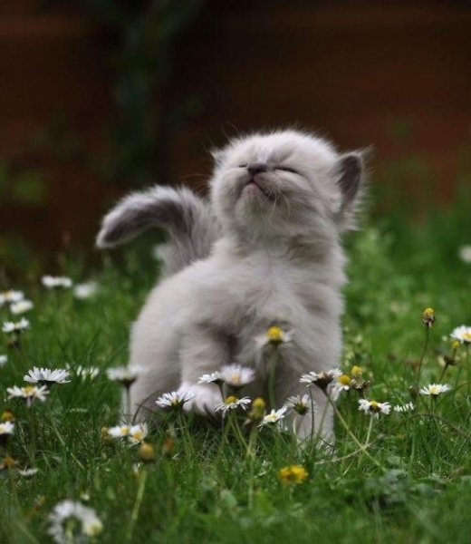Котики для настроения