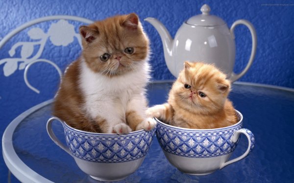 Котенок в чашке
