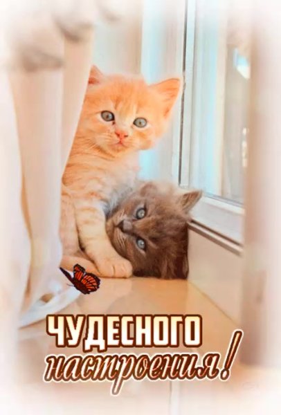 Хорошего дня котенок