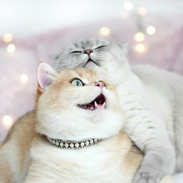 Доброе утро котик
