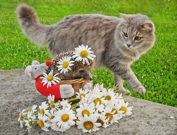 Кошка с ромашкой