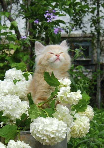 Котенок в цветах