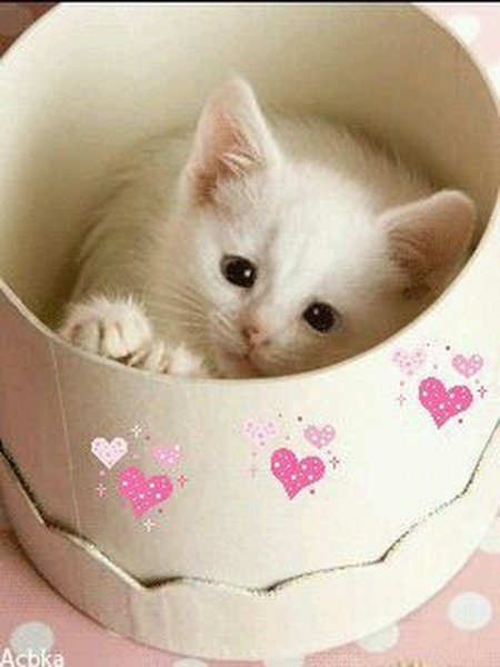 С добрым утром котенок